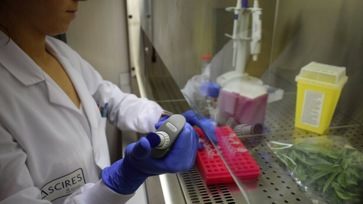 Ascires Prueba_Xylella_M_OK